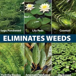 Airmax Wipeout Pond Weed Defense Herbicide 1 Gallon