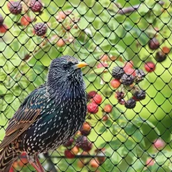 Bird-X Heavy-Duty Netting 50ft x 100ft Black