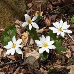 Everwilde Farms 1/4 Lb Bloodroot Native Wildflower Seeds Gold Vault