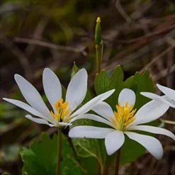 Everwilde Farms 1/4 Lb Bloodroot Native Wildflower Seeds Gold Vault