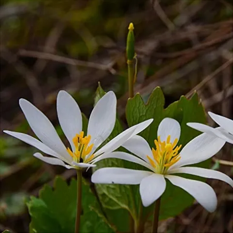 Everwilde Farms 1/4 Lb Bloodroot Native Wildflower Seeds Gold Vault