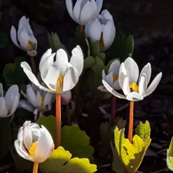 Everwilde Farms 1/4 Lb Bloodroot Native Wildflower Seeds Gold Vault