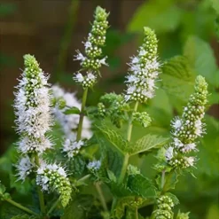 Everwilde Farms 1 lb Spearmint Herb Seeds Gold Vault