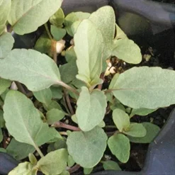 Everwilde Farms 1 Lb Spotted Bee Balm Native Wildflower Seeds Gold Vault