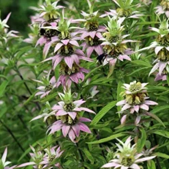 Everwilde Farms 1 Lb Spotted Bee Balm Native Wildflower Seeds Gold Vault