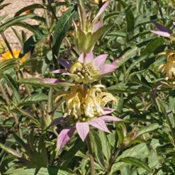 Everwilde Farms 1 Lb Spotted Bee Balm Native Wildflower Seeds Gold Vault