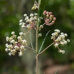 Everwilde Farms 1 Lb Whorled Milkweed Native Wildflower Seeds Gold Vault