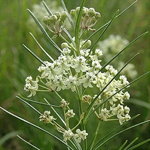 Everwilde Farms 1 Lb Whorled Milkweed Native Wildflower Seeds Gold Vault
