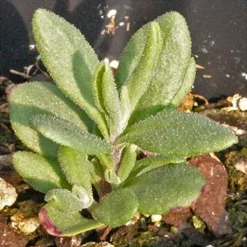 Everwilde Farms Organic Vera Lavender Herb Seeds Gold Vault Packet 1 Lb