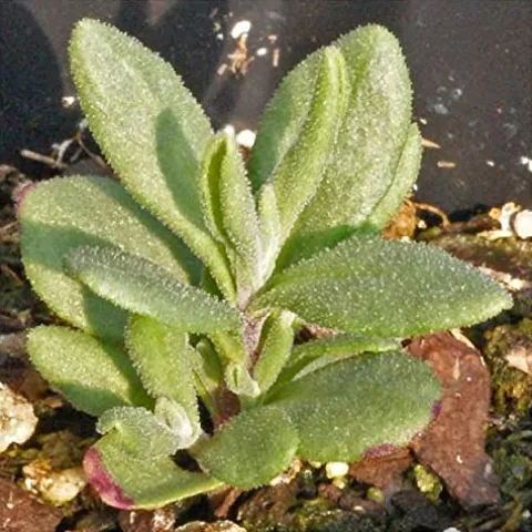 Everwilde Farms Organic Vera Lavender Herb Seeds Gold Vault Packet 1 Lb