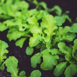 Farm Plastic Supply Clear Greenhouse Plastic Sheeting 8 mil 50′ x 70′ White