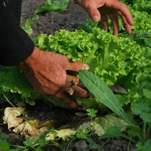 Farm Plastic Supply Clear Greenhouse Plastic Sheeting 8 mil 50′ x 70′ White