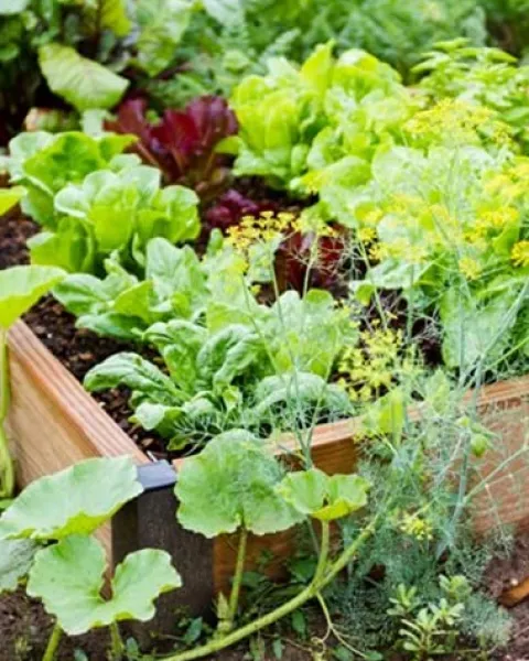 Farm Plastic Supply String Reinforced Silage Cover Black/White 6 Mil 66′ x 75′