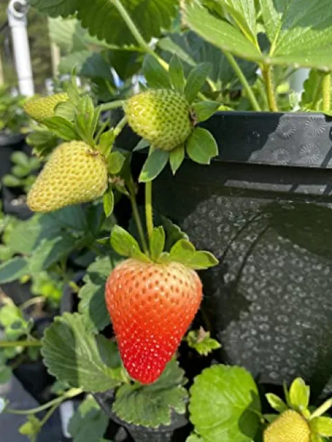 Generic U-Pick Garden Vertical Planters Black