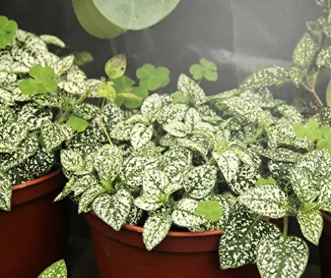 Miracle LED Blooming Lotus Daybreak Full Spectrum LED Grow Light Bulb 24-Pack