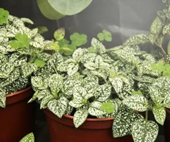 Miracle LED Craft Blooming Lotus Full Spectrum Multi-Plant Grow Light Bulb 150W Replacement (36-Pack)