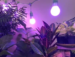 Miracle LED Nanometer 450-660 Indoor Grow Light Kit with 3 Bulbs & Timer Red & Blue Spectrum