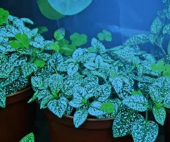 Miracle LED Plant Survival Indoor Grow Light Kit – 4 Multi-Plant Blue Spectrum Bulbs & 4-Socket Fixture with Timer Blue Spectrum