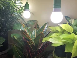 Miracle LED Smokephonics Indoor Grow Light Kit – Double Plant Yield, Full Spectrum 150W Bulbs & 4-Socket Fixture with Timer (6-Pack)