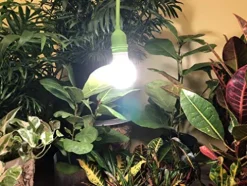 Miracle LED Smokephonics Indoor Grow Light Kit – Double Plant Yield – Full Spectrum 150W Replacement Bulbs with 4-Socket Fixture & Timer (8-Pack)