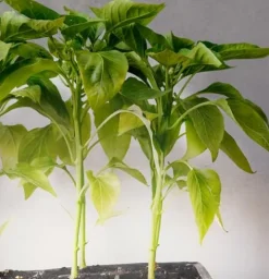 Miracle LED Smokephonics Indoor Grow Light Kit – Full Spectrum 150W Replacement Bulbs & 2-Socket Fixture with Timer (6-Pack)