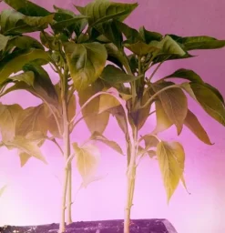 Miracle LED Smokephonics Indoor Grow Light Kit – 150W Red & Blue Spectrum