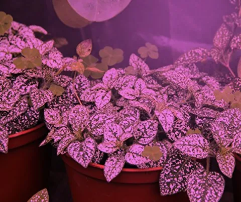 Miracle LED Smokephonics Indoor Grow Light Kit – 150W Red & Blue Spectrum