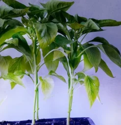 Miracle LED Under The Canopy Indoor Grow Light Kit 150W Blue Spectrum