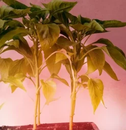 Miracle LED Under The Canopy Indoor Grow Light Kit 150W Replacement Red Spectrum