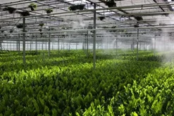 Mistcooling Automatic Greenhouse Humidification System with Misting Pump and Humidity Controller Beige Tubing