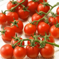 Mountain Valley Hybrid Seeds Ladybug Imp. F1 Hybrid Tomato Seeds Non-GMO 4 Oz