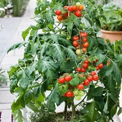 Mountain Valley Hybrid Seeds Patio Choice Red F1 Hybrid Tomato Seeds 4 Oz Non-GMO