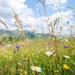 Mountain Valley Seed Company Rocky Mountain Wildflower Seed Mix 25 lb Blue