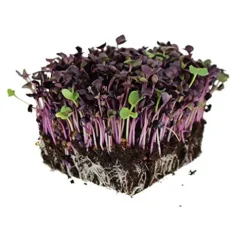 Mountain Valley Seed Company Rambo Purple Sprouting Radish Seeds 25 lbs Bulk Non-GMO Organic Purple