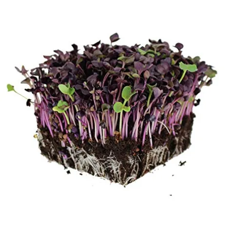 Mountain Valley Seed Company Rambo Purple Sprouting Radish Seeds 25 lbs Bulk Non-GMO Organic Purple