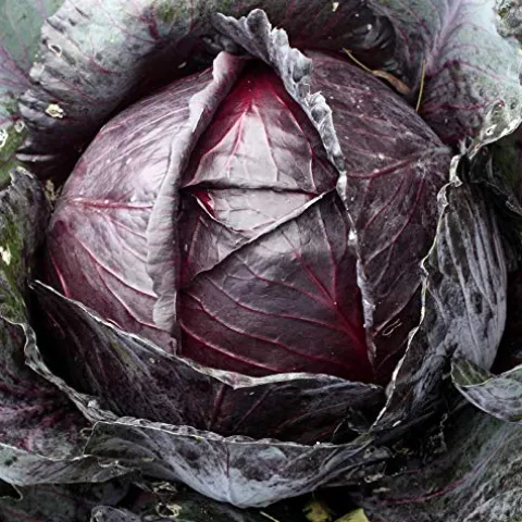 Mountain Valley Seed Company Organic Red Acre Cabbage Seeds – 25 Lb Bulk, Heirloom, Non-GMO Green, Red