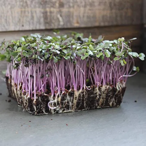 Mountain Valley Seed Company Organic Red Acre Cabbage Seeds – 25 Lb Bulk, Heirloom, Non-GMO Green, Red