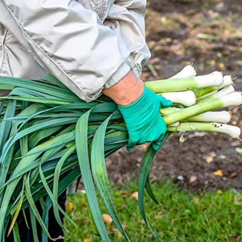 Mountain Valley Seed Company Leek Seeds Carantan 25 Lb Bulk Non-GMO Heirloom Green White