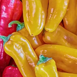 Mountain Valley Seed Company Golden Treasure Hot Pepper Seeds – Non-GMO, F1 Hybrid, 1 lb