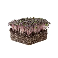 Mountain Valley Seed Company Organic Basil Herb Garden Seeds Red Rubin 5 Lb Bulk Non-GMO