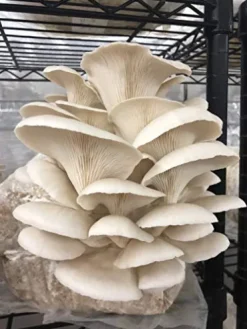 MushroomMediaOnline Unicorn Bag 3T for Mushroom Growers 1000 Count Clear