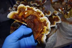 MushroomMediaOnline Unicorn Bag 3T for Mushroom Growers 1000 Count Clear