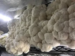 MushroomMediaOnline Unicorn Bag 10T for Mushroom Growers 1000 Count Clear