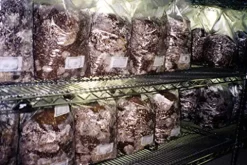 MushroomMediaOnline Unicorn Bag 10T for Mushroom Growers 1000 Count Clear