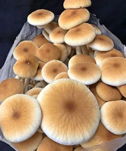 MushroomMediaOnline Unicorn Bag XLS-A for Mushroom Growers 1000 Count Clear