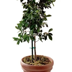 Panacea Green Coated Metal Plant Stakes 2 ft – Quantity 500