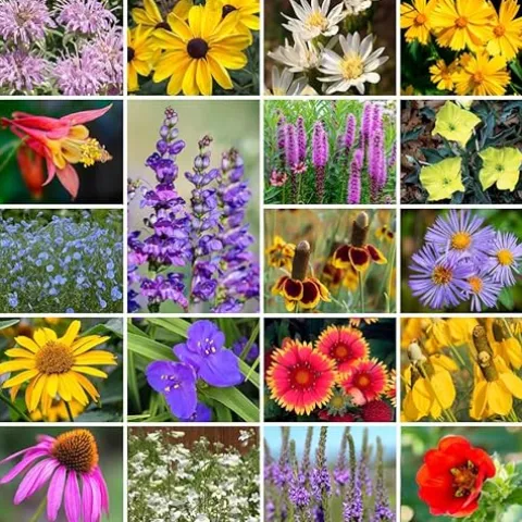 Park Seed Grow Your Own Wildflower Garden Seeds Native Perennial Mix 10 lbs