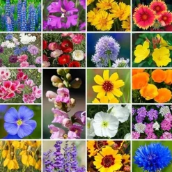 Park Seed Grow Your Own Wildflower Garden Seeds Mixture 25 lbs – Western Regional Mix