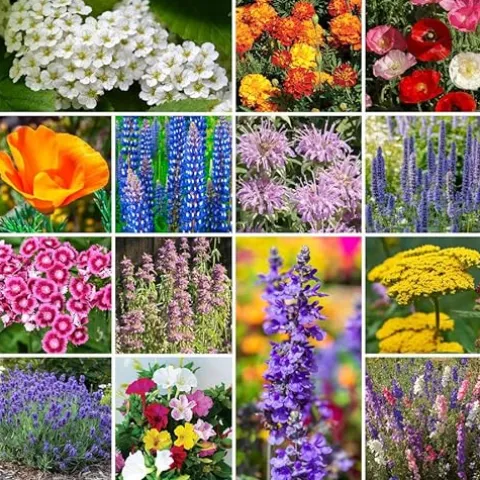 Park Seed Wildflower Garden Seed Mixture Deer Resistant Mix 25 lbs