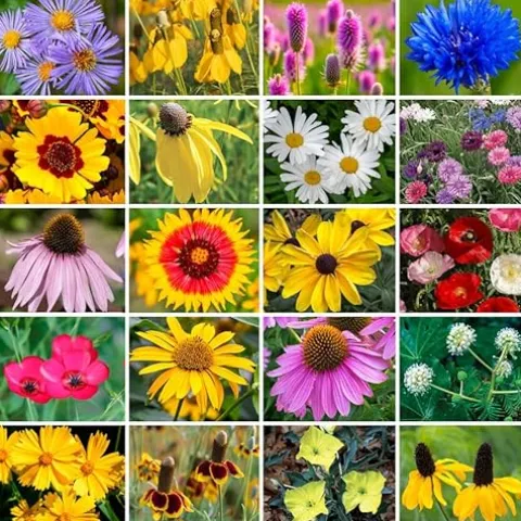 Park Seed Wildflower Garden Seeds Mixture for Pollinators – Midwest Regional Mix, 25 lbs